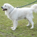 Tatra Shepherd Dog